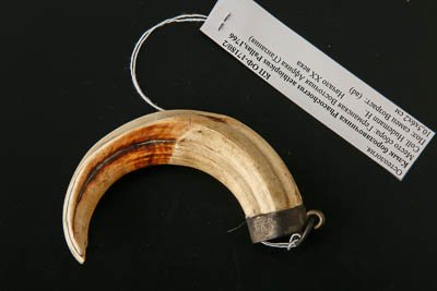 Нижний клык бородавочника. Брелоки из клыков африканского бородавочника (Phacochoerus africanus Gmelin, 1788)