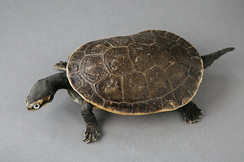 Змеиношеяя черепаха Зибенрока(Chelodina siebenrocki Werner, 1901)