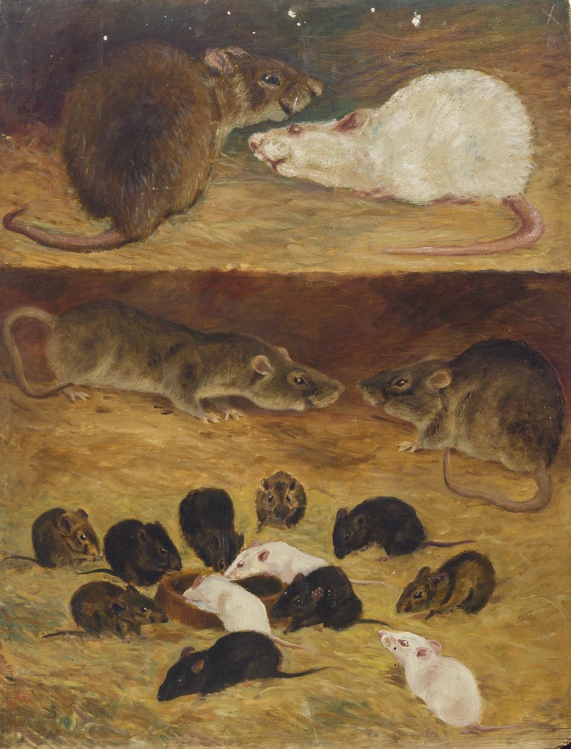 п. 38 НВФ-1263_211 Флеров К.К. Скрещивание ручного пасюка с лабораторной крысой