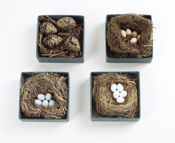 nests