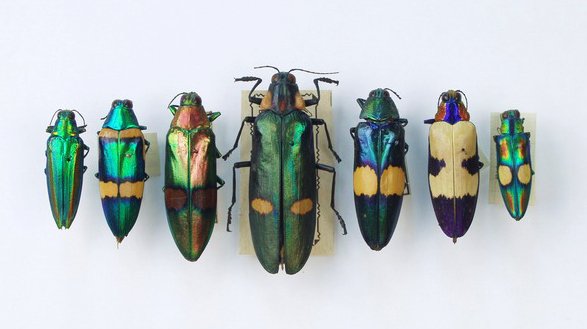 beetles