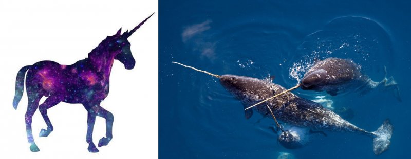 Narwhal