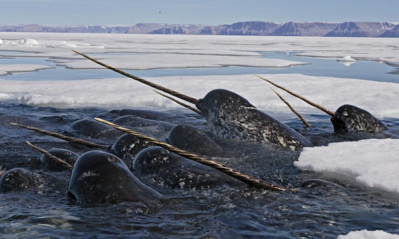 Narwhals2