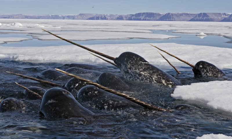 Narwhals2