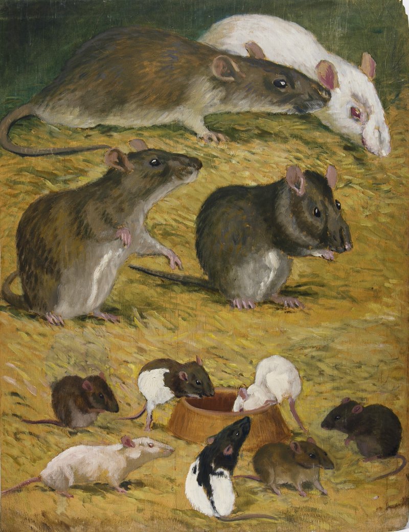 п. 38 НВФ-1263_210 Флеров К.К. Скрещивание ручного пасюка с лабораторной крысой