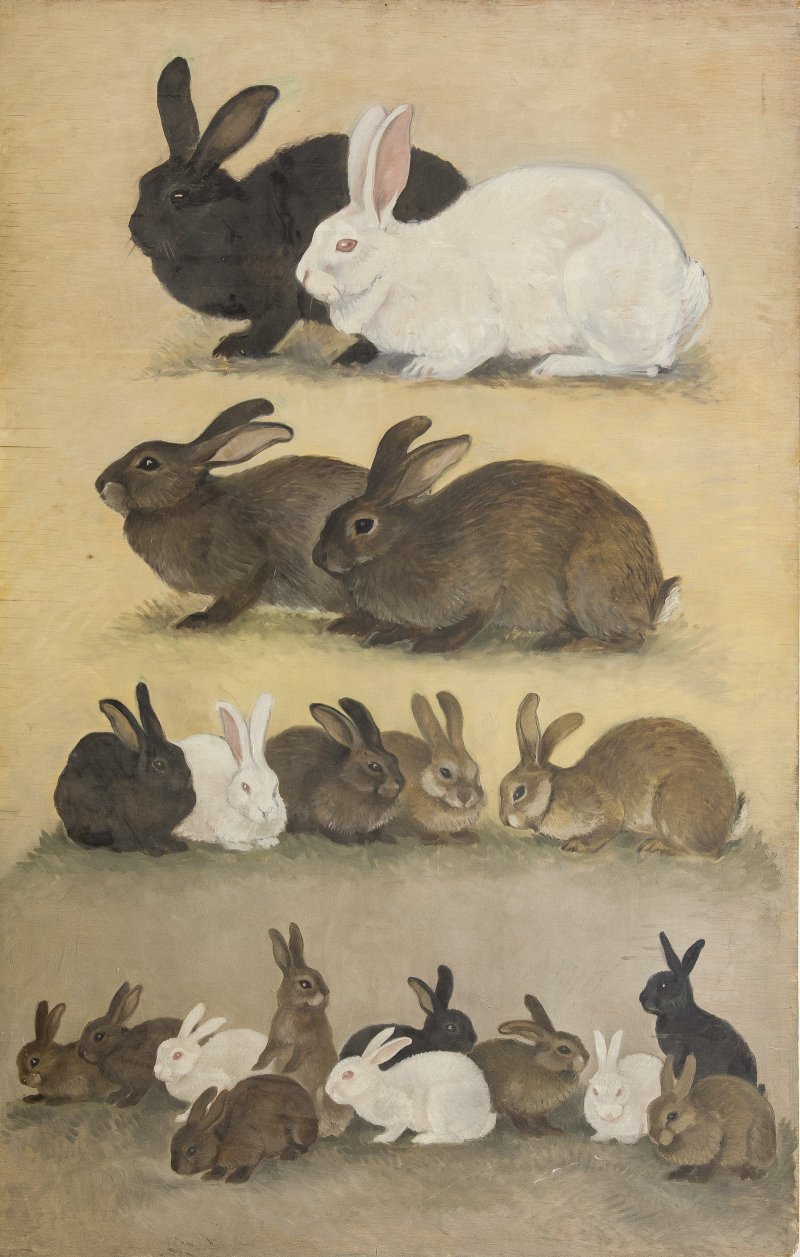 п. 55 НВФ-1263_433 Наследственность у кроликов