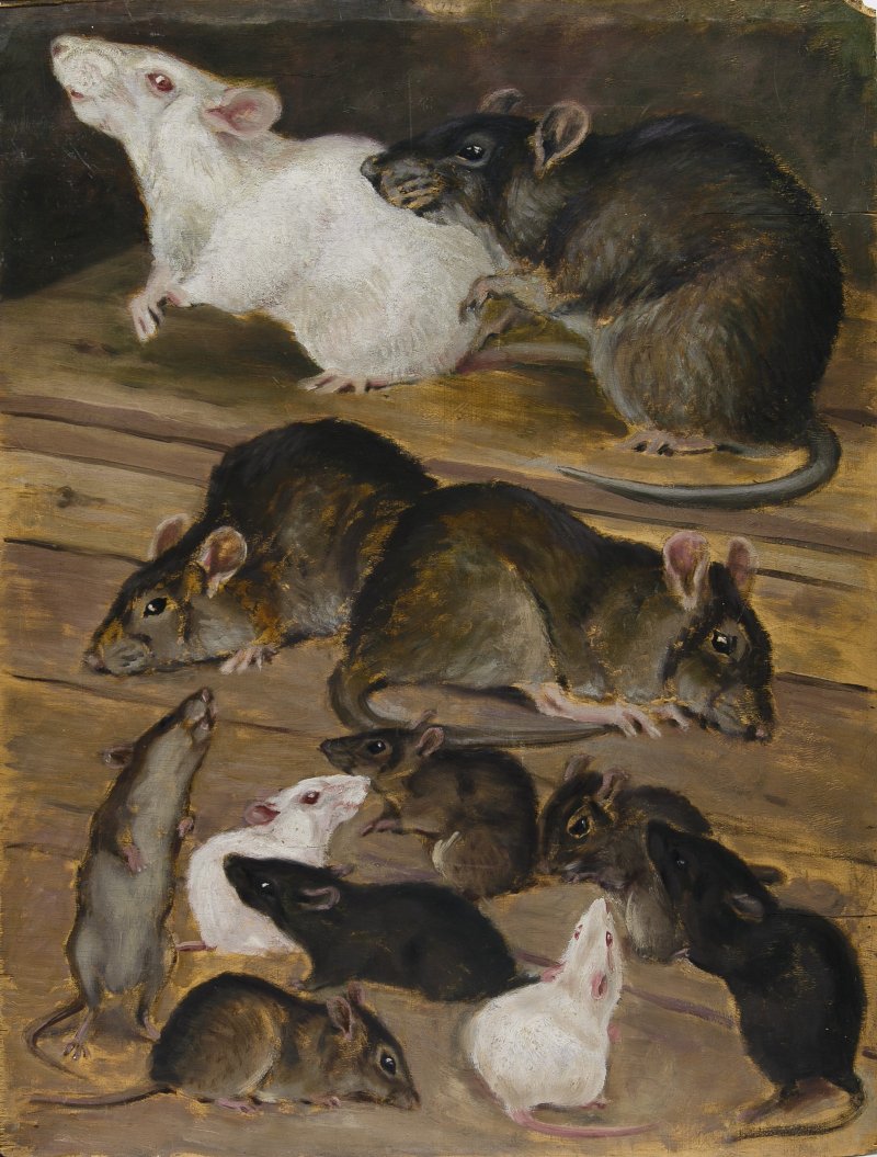 п. 38 НВФ-1263_212 Флеров К.К. Скрещивание ручного пасюка с лабораторной крысой