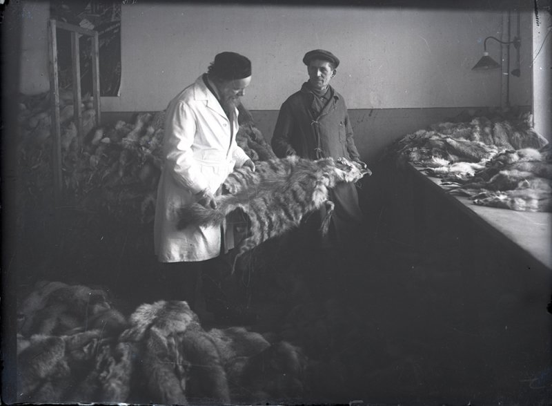 А. Ф. Котс отбирает шкуры на Московском пушно-меховом холодильнике для последующего изготовления чучел. 1930-е