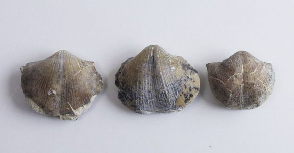 brachiopods