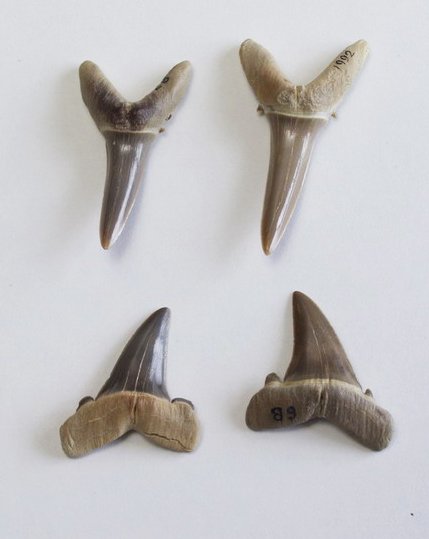 shark teeth