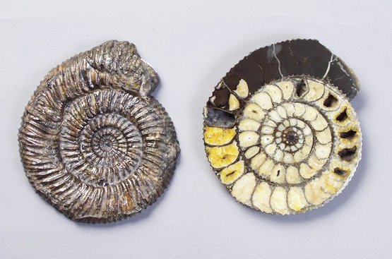 ammonites