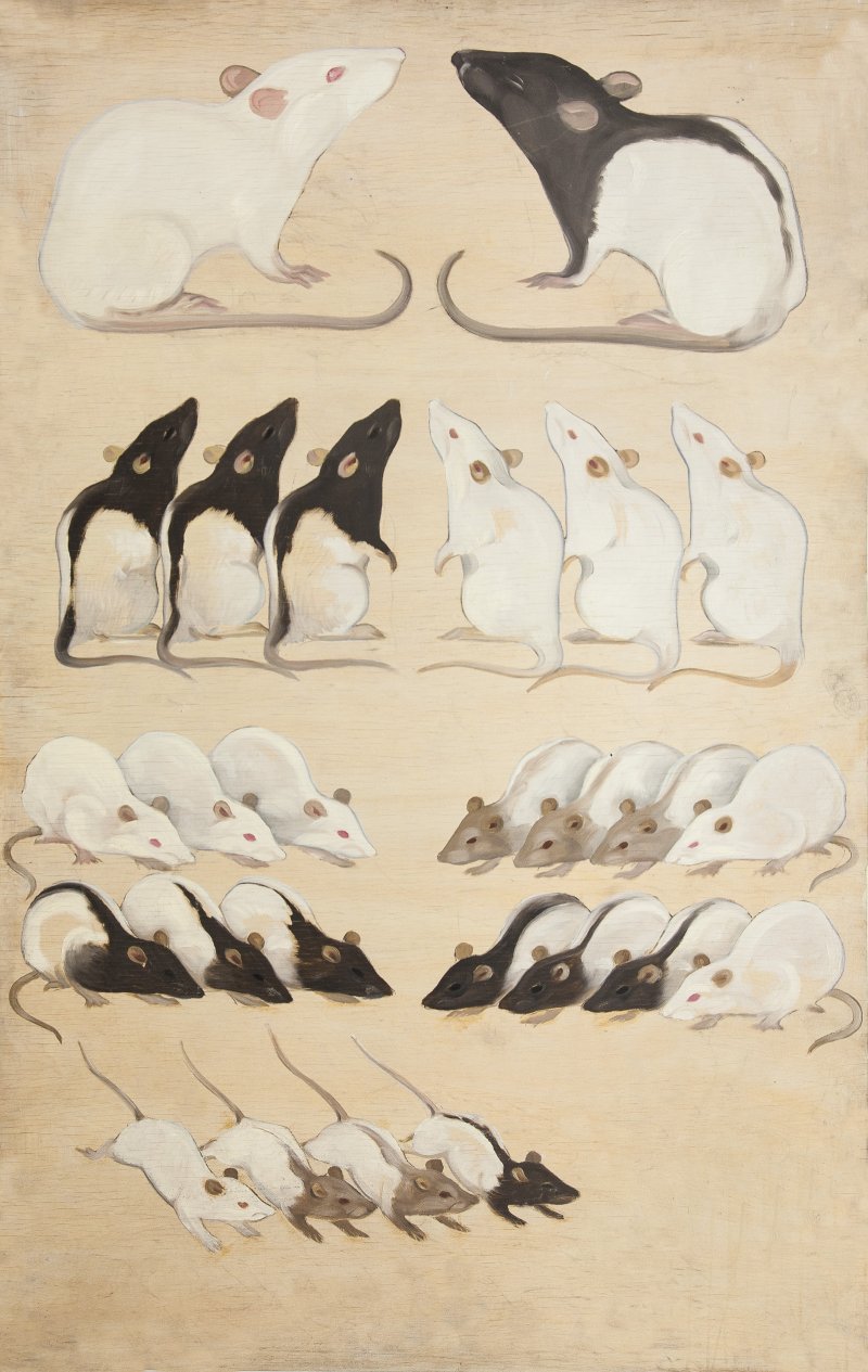 п. 37 НВФ-1263_430 Наследственность у крыс