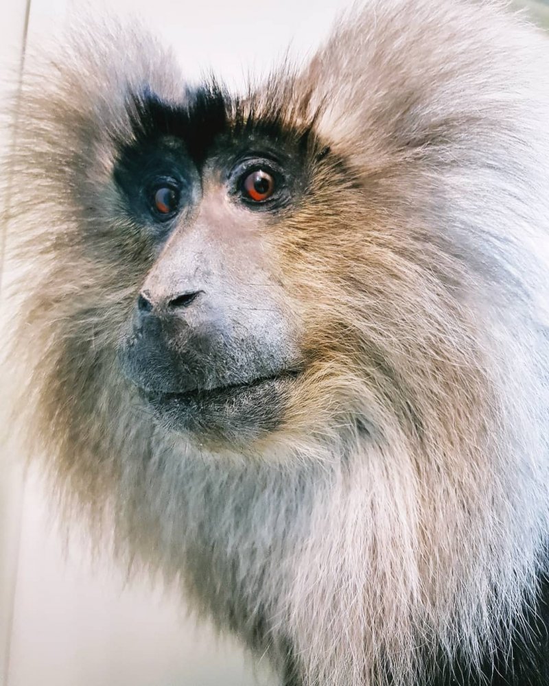 lion-tail macaque