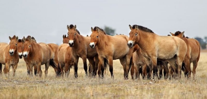 Przewalski's horses