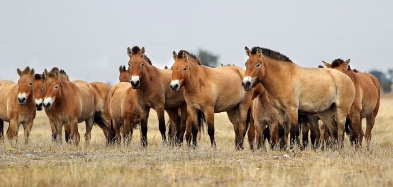 Przewalski's horses