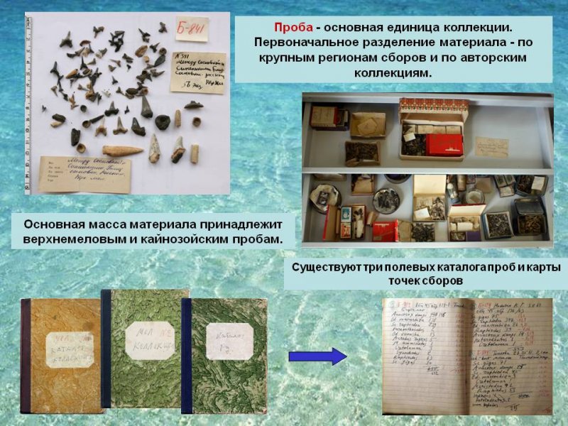 Коллекция остатков ископаемых хрящевых рыб собранная известным советским палеоихтиологом Л. С. Гликманом