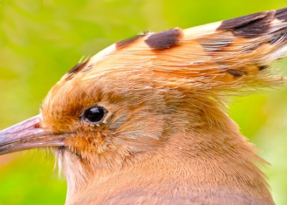 2 апреля музей отметил Международный день птиц