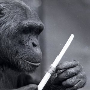 Фотографии экспериментов Н. Н. Ладыгиной-Котс с шимпанзе Парисом
