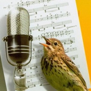 «Голоса весны» звуки песен птиц и игра