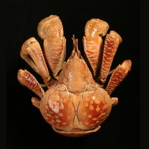 Crustacean collection