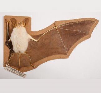 Stuffed Mammal Skins collection