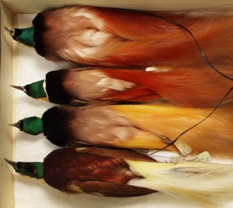 Коллекция тушек птиц