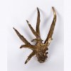 Gift to the museum from D.A. Bozhukov - anomalous antlers of a roe deer