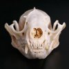 Новое поступление – череп енота-полоскуна