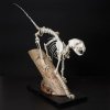 Новое поступление – скелет амурского лесного кота