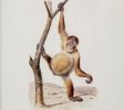 Издание о человекообразных приматах «The Great Apes» автора-приматолога Крис Херцфельд