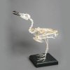 Новое поступление – скелет серебристой чайки