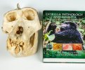 Монография «Паталогия и здоровье горилл. С каталогом сохранившихся материалов»
