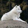 Д.Политов рассказал о генетическом разнообразии Canis lupus в рамках цикла лекций "Всё о волке"
