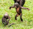 Открытие выставки "Бонобо"
