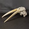 New arrival – walrus skull 
