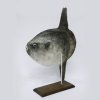 Новое поступление в фонды музея – муляж луны-рыбы