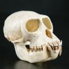 Новое поступление в остеологическую коллекцию – череп мартышки дианы
