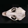 Новое поступление - череп длинномордого тюленя