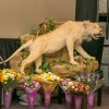 Дар музею – чучело белого льва