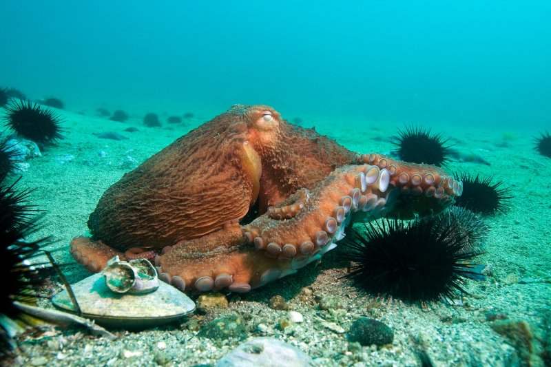 Морские жители Земли леопарда