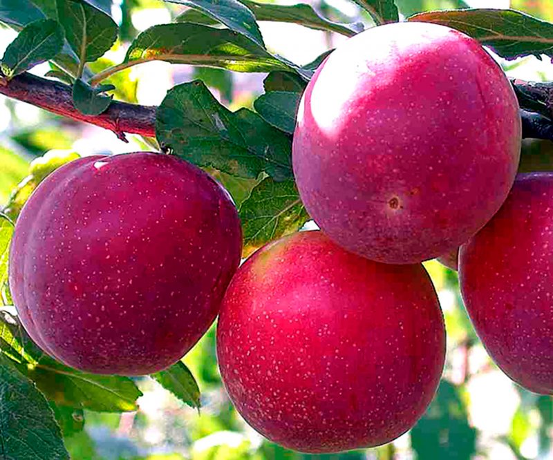 Лекция «Такая разная слива»