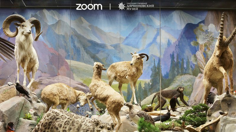 Zoom Wallpaper 3