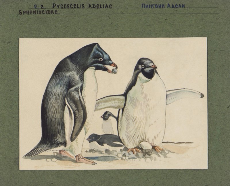 Пингвины