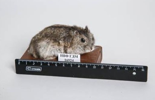 Джунгарский хомячок Phodopus songorus