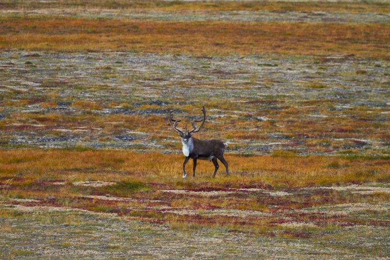 Северный олень