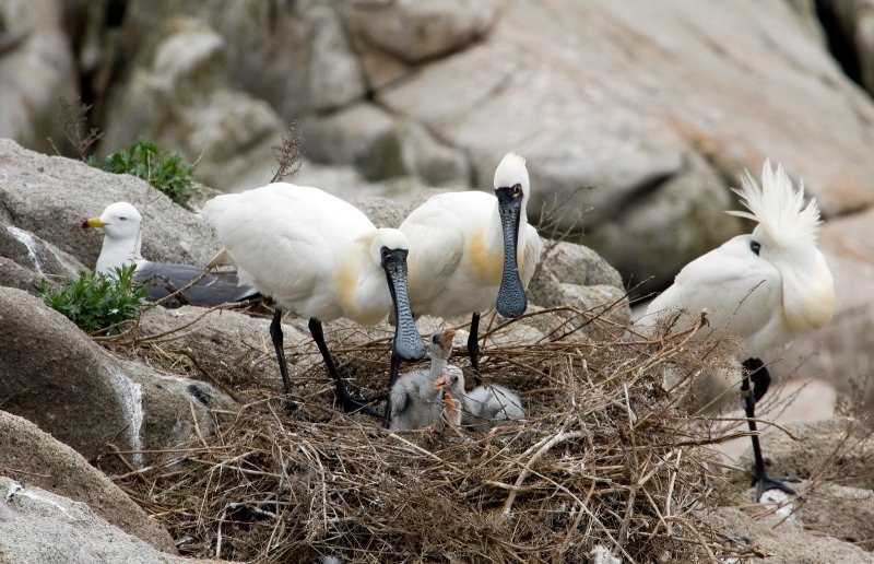 Морские жители Земли леопарда