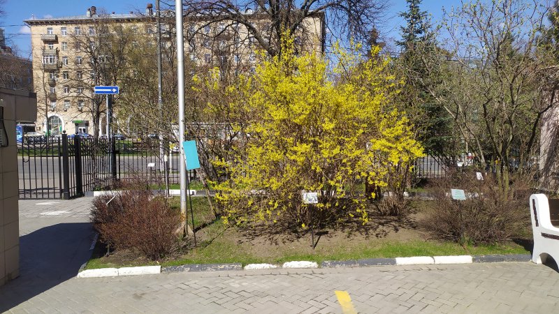 Форзиция