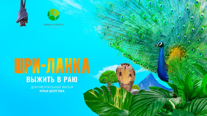 Шри-Ланка: выжить в раю