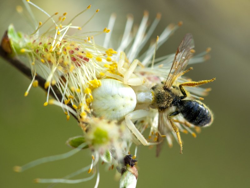 Искусство обмана