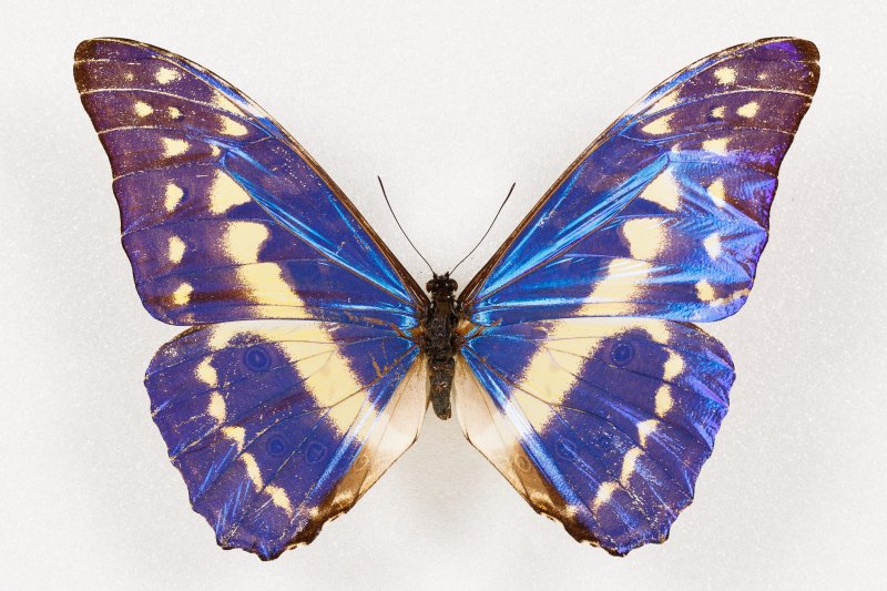Бабочка Morpho helena